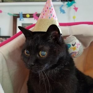 Meet your Posher, Nelia